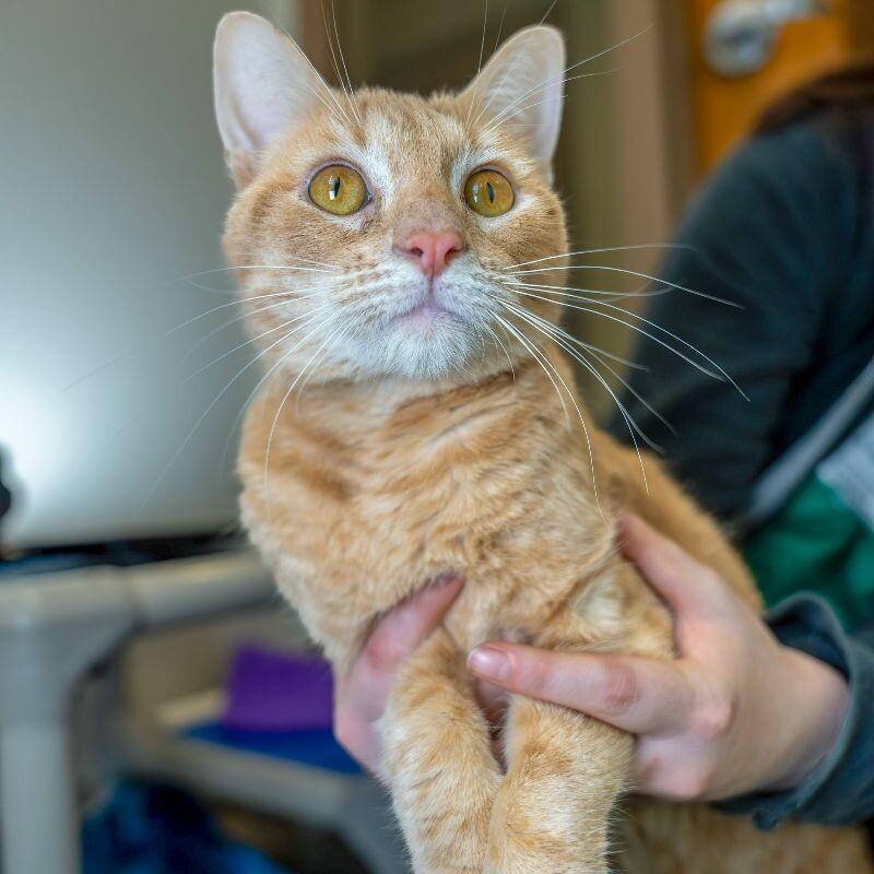 Taj, a Adoptable Domestic Short Hair in Arlington, WA image 2/6