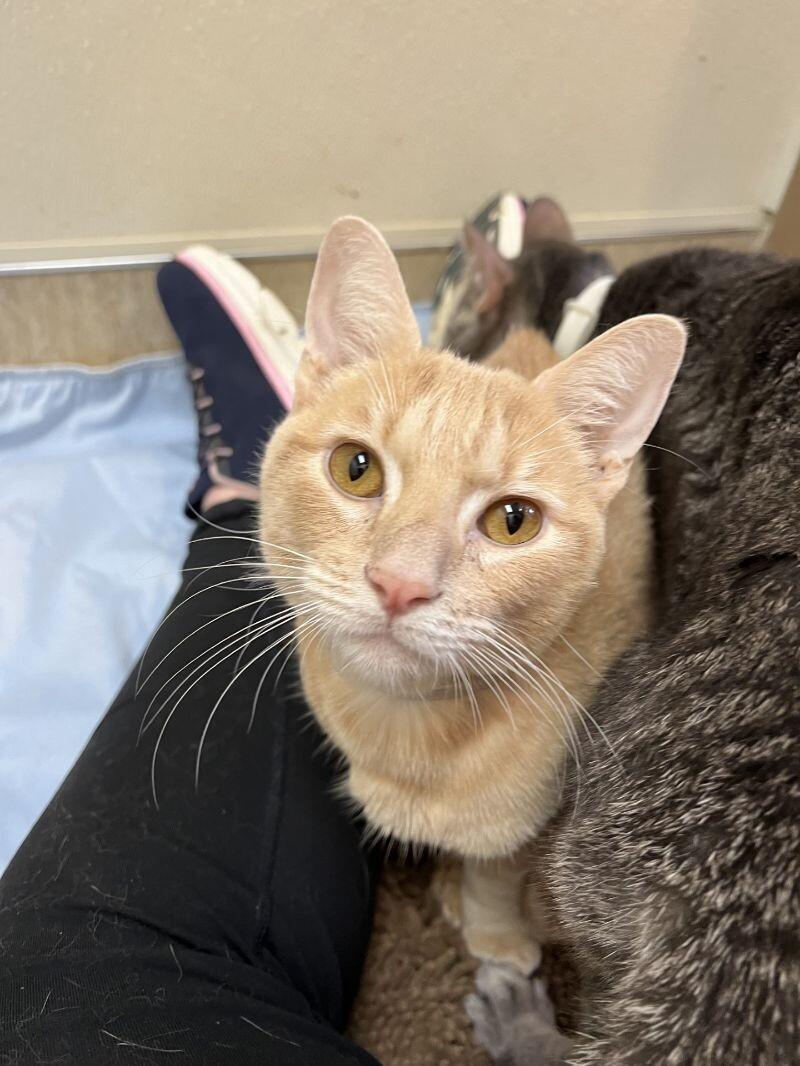 Taj, a Adoptable Domestic Short Hair in Arlington, WA image 3/6