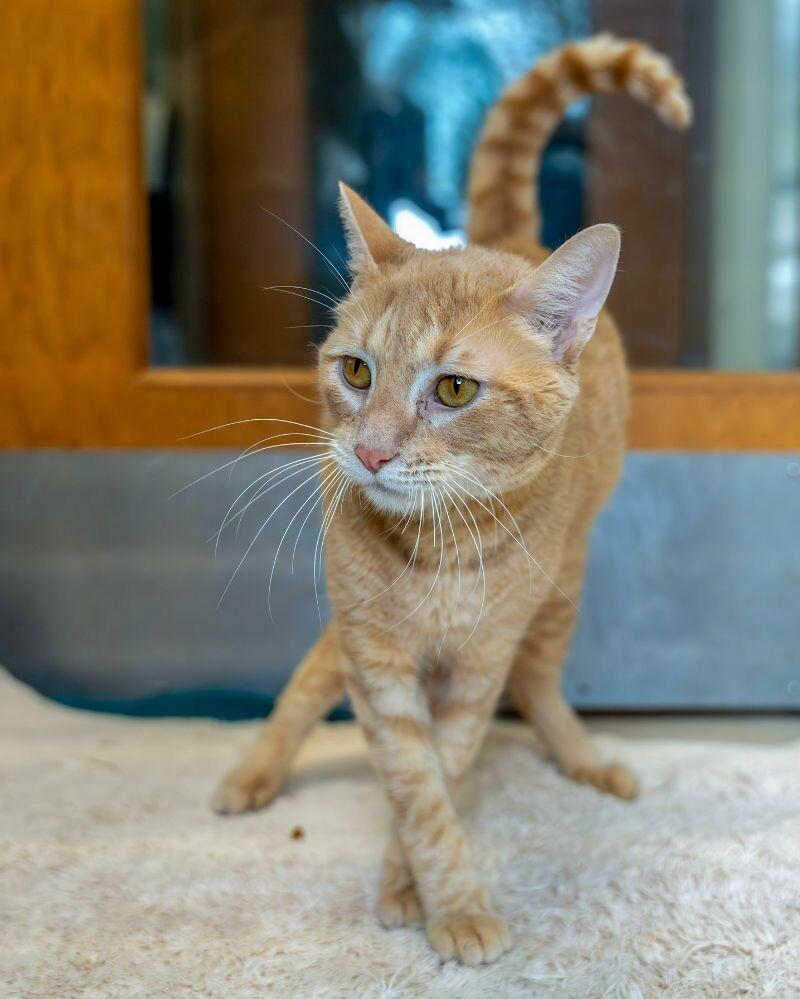 Taj, a Adoptable Domestic Short Hair in Arlington, WA image 4/6