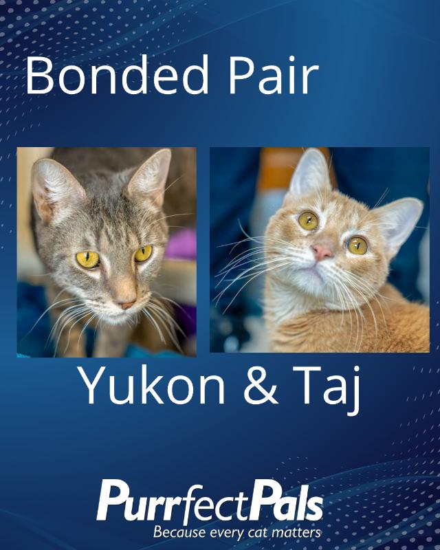 Taj, a Adoptable Domestic Short Hair in Arlington, WA image 6/6