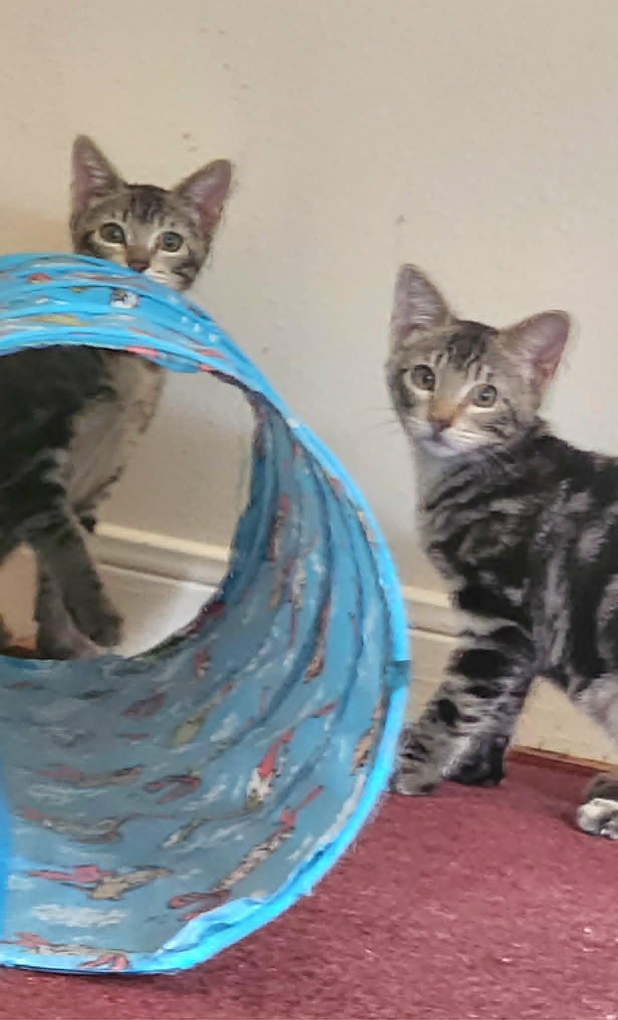 Athena and Thea , a ADOPTABLE Tabby in Houston, TX image 4/6
