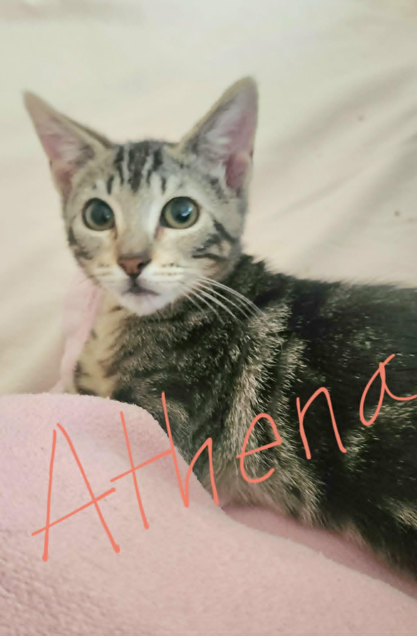 Athena and Thea , a ADOPTABLE Tabby in Houston, TX image 6/6