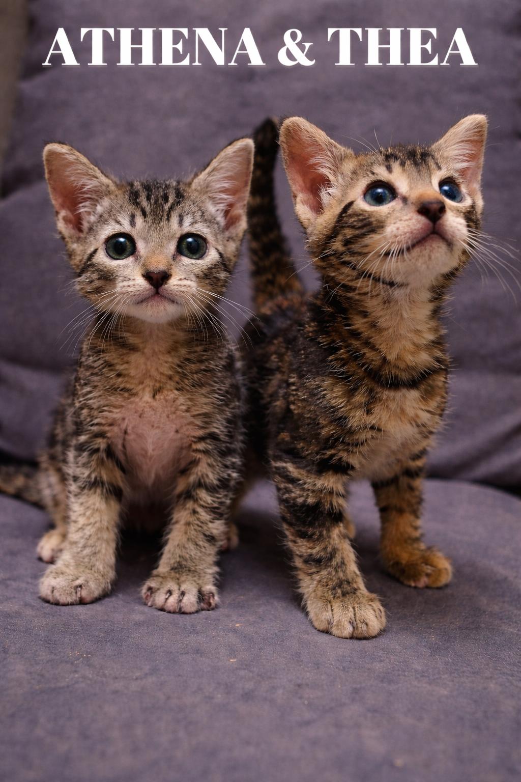 Athena and Thea , ADOPTABLE, Kitten Female Tabby.