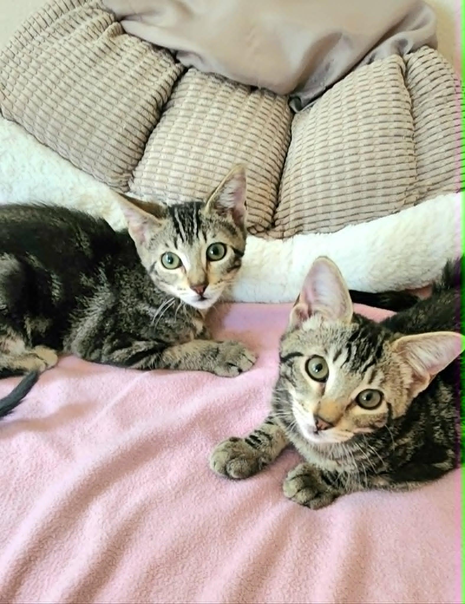 Athena and Thea , ADOPTABLE, Kitten Female Tabby.