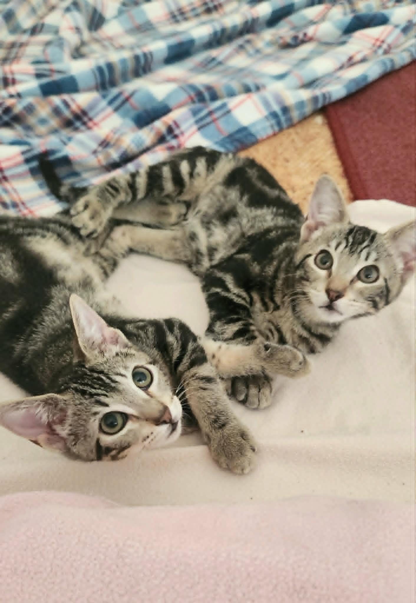 Athena and Thea , a ADOPTABLE Tabby in Houston, TX image 2/6
