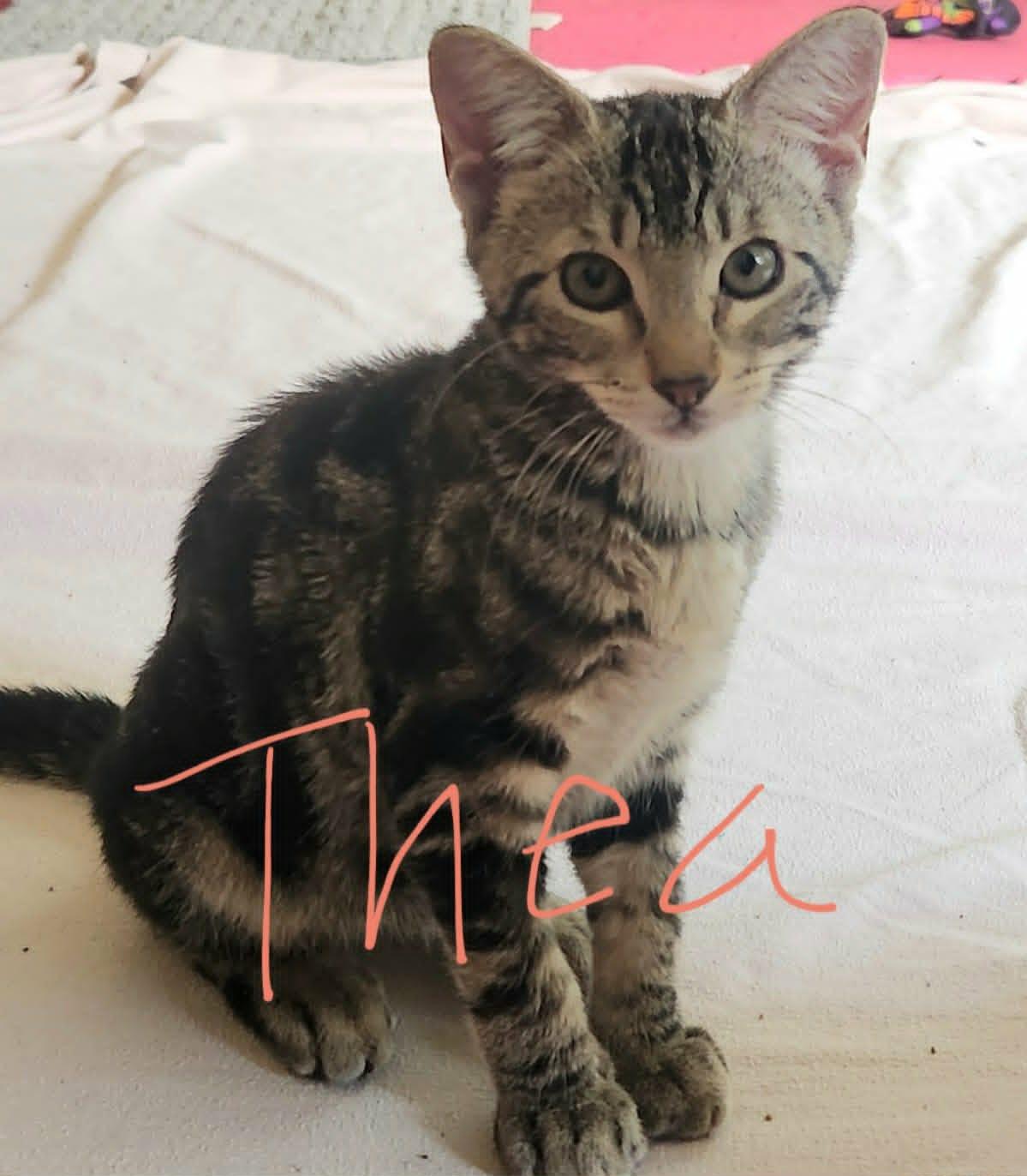 Athena and Thea , a ADOPTABLE Tabby in Houston, TX image 5/6