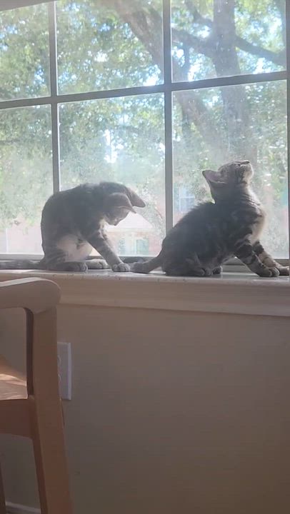 Enlarge Athena and Thea , a ADOPTABLE Tabby in Houston, TX video 3/6