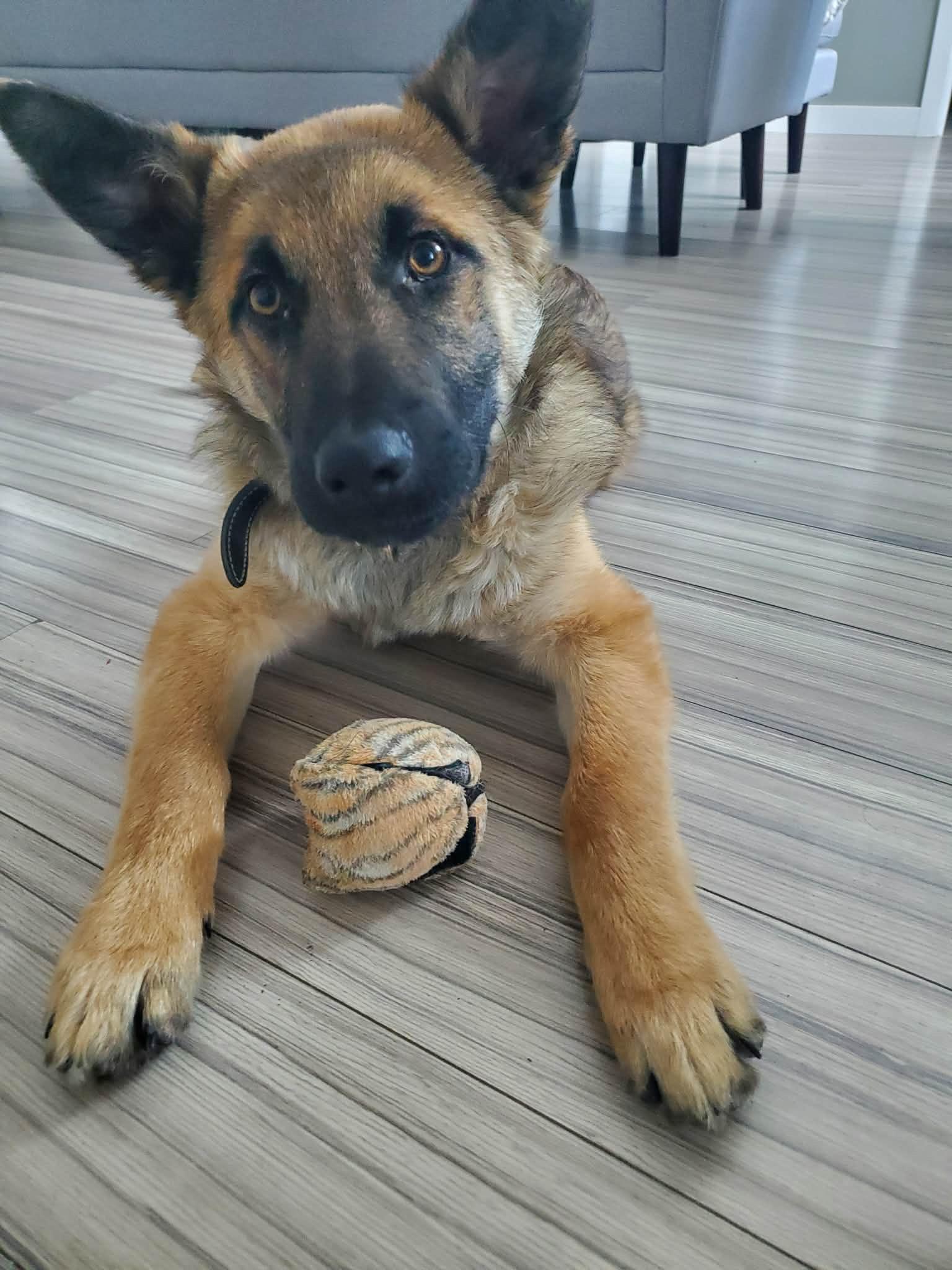 Enlarge Lasagna, a Adoptable mixed breed in Mississauga , ON image 4/4