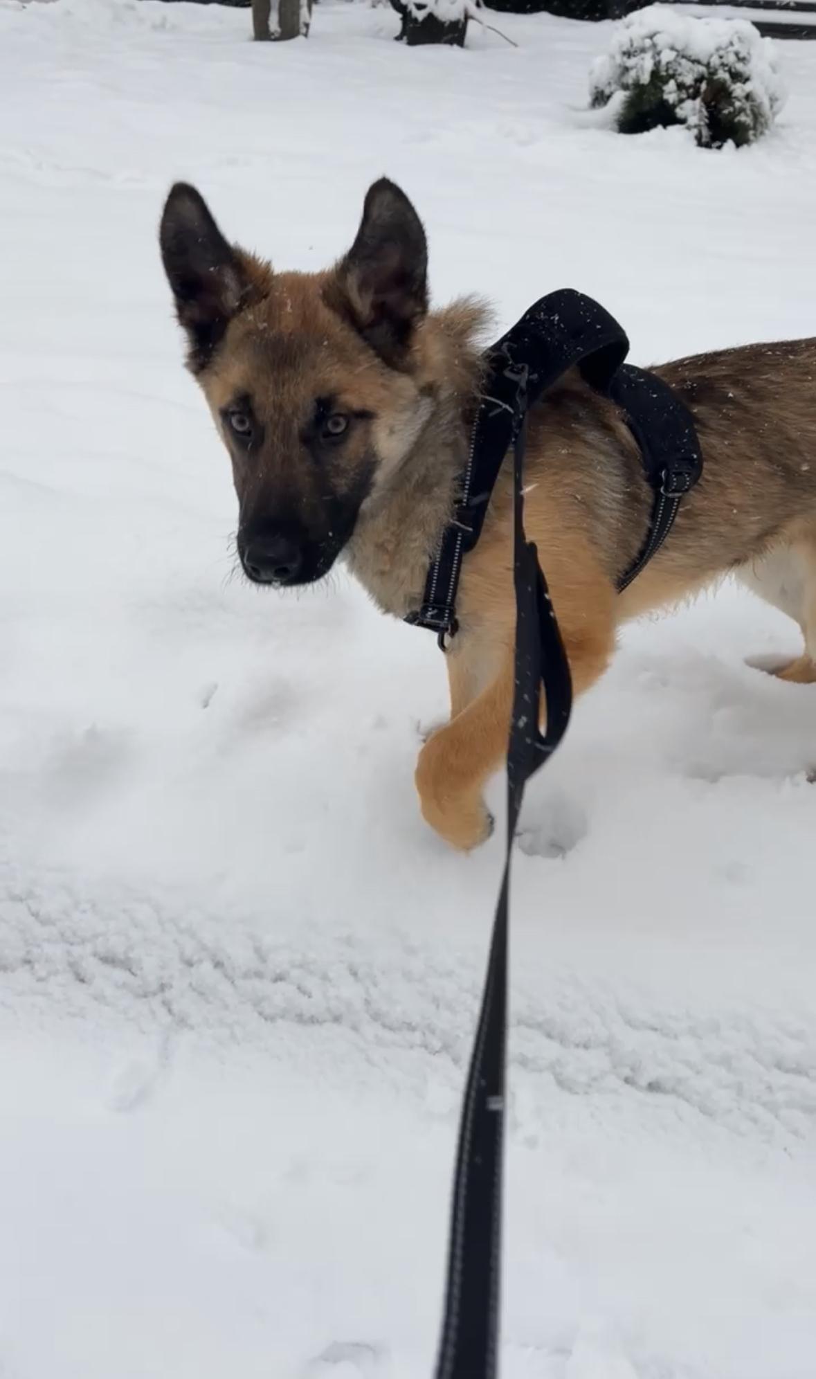 Enlarge Lasagna, a Adoptable mixed breed in Mississauga , ON image 1/4