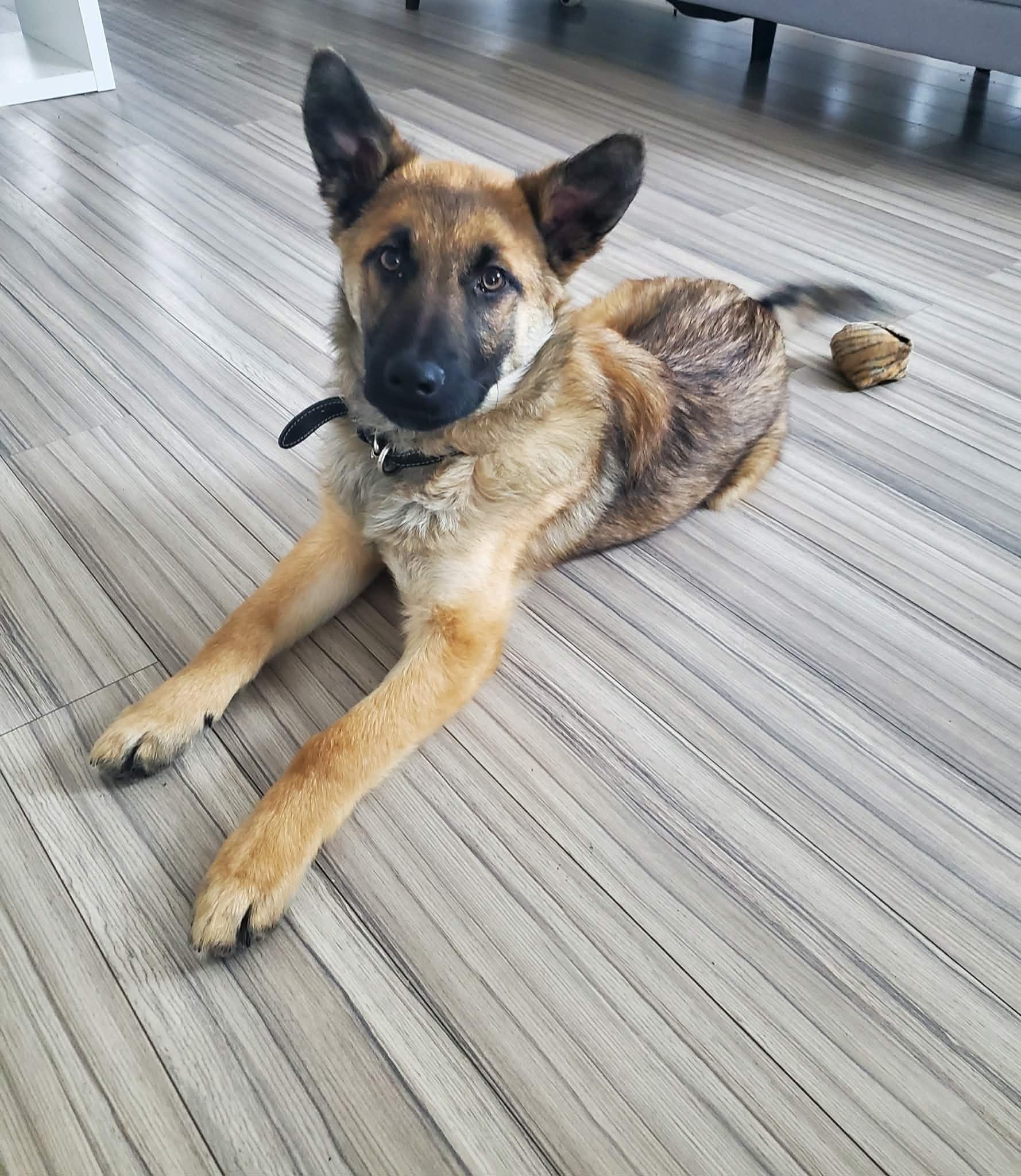 Enlarge Lasagna, a Adoptable mixed breed in Mississauga , ON image 2/4