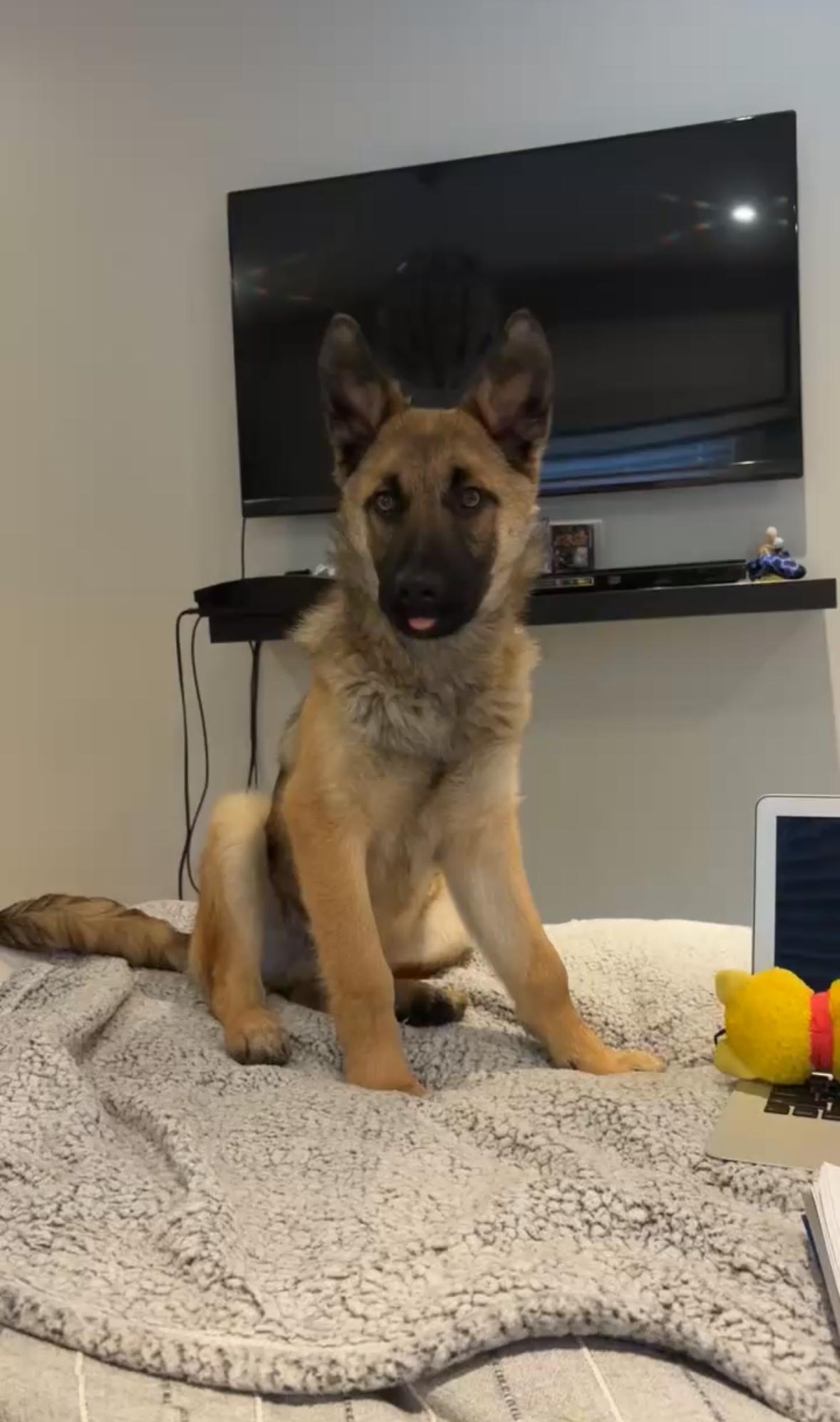 Enlarge Lasagna, a Adoptable mixed breed in Mississauga , ON image 3/4