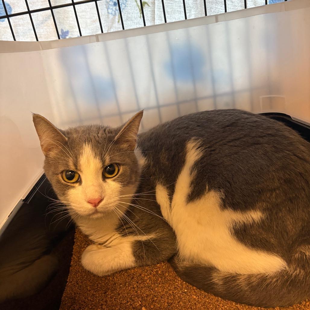Cricket, Adoptable, Adult Male American Shorthair & American Shorthair.
