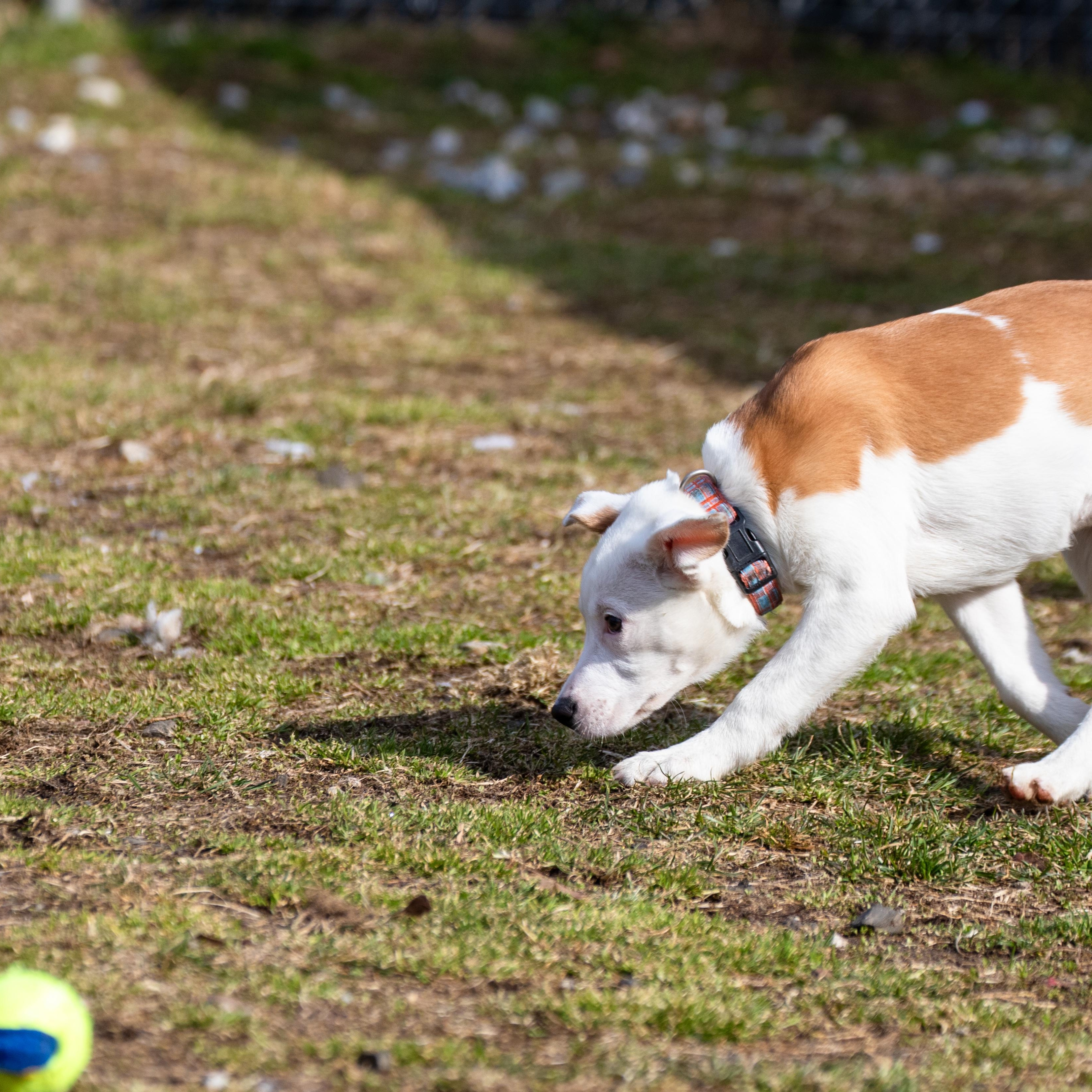 Enlarge Wisteria, a ADOPTABLE mixed breed in Danbury, CT image 4/4
