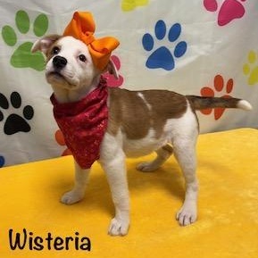 Enlarge Wisteria, a ADOPTABLE mixed breed in Danbury, CT image 1/4