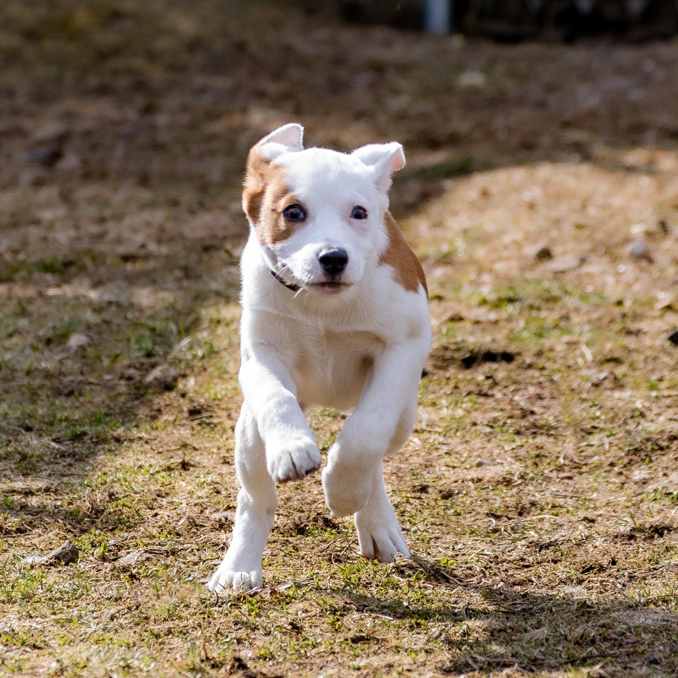 Enlarge Wisteria, a ADOPTABLE mixed breed in Danbury, CT image 2/4