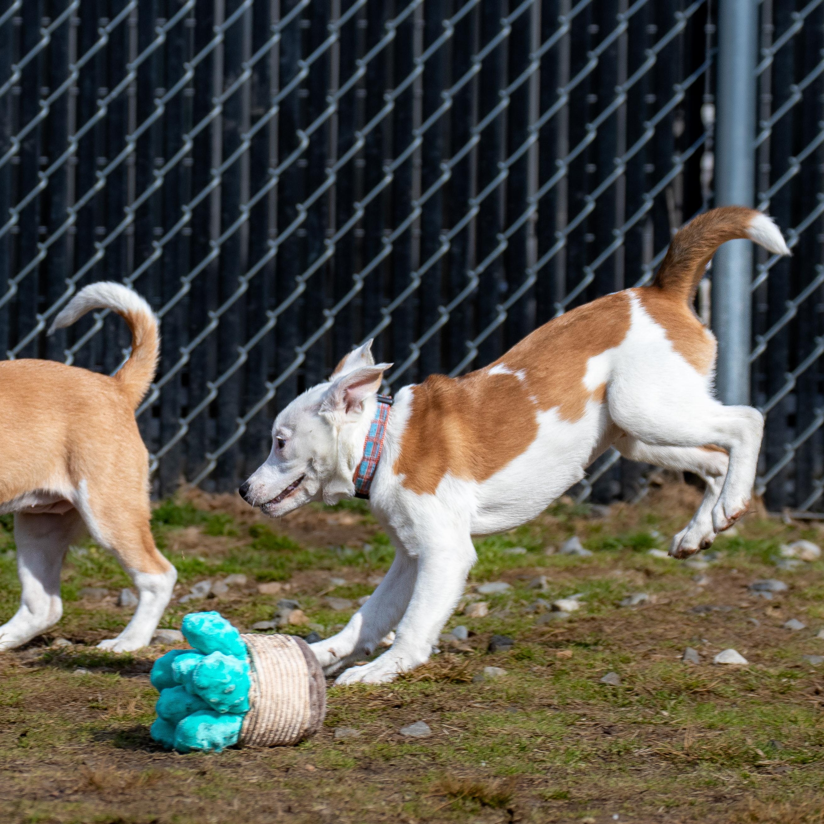 Enlarge Wisteria, a ADOPTABLE mixed breed in Danbury, CT image 3/4