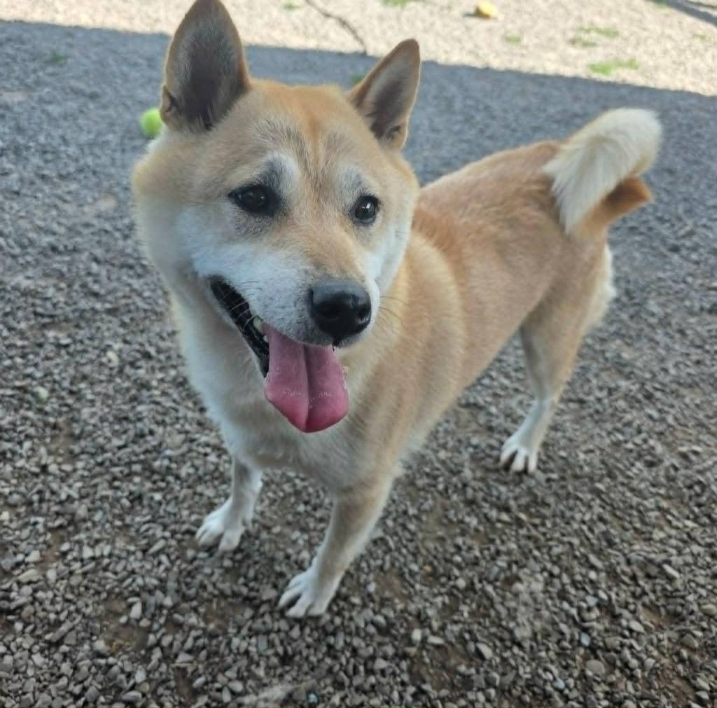 Enlarge Bonita, a Adopted Shiba Inu in Sprakers, NY image 1/1