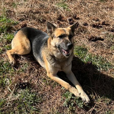 Myra -in foster, Adoptable, Adult Female German Shepherd Dog.