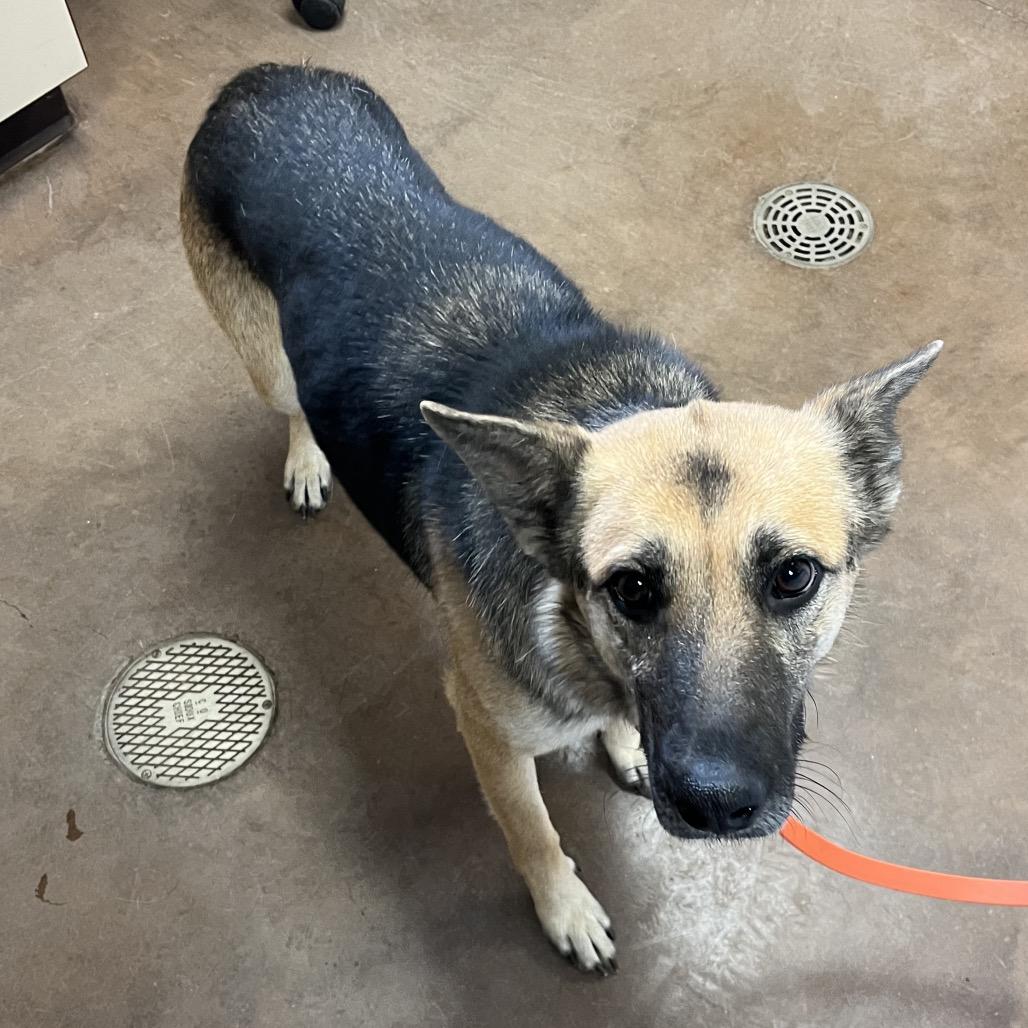 Myra -in foster, Adoptable, Adult Female German Shepherd Dog.
