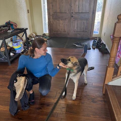 Enlarge Myra -in foster, a Adoptable German Shepherd Dog in Flagstaff, AZ image 2/2