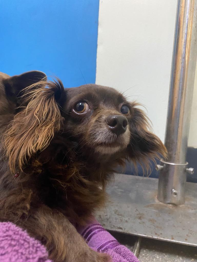 Esmeralda, Adoptable, Adult Female Mixed Breed.