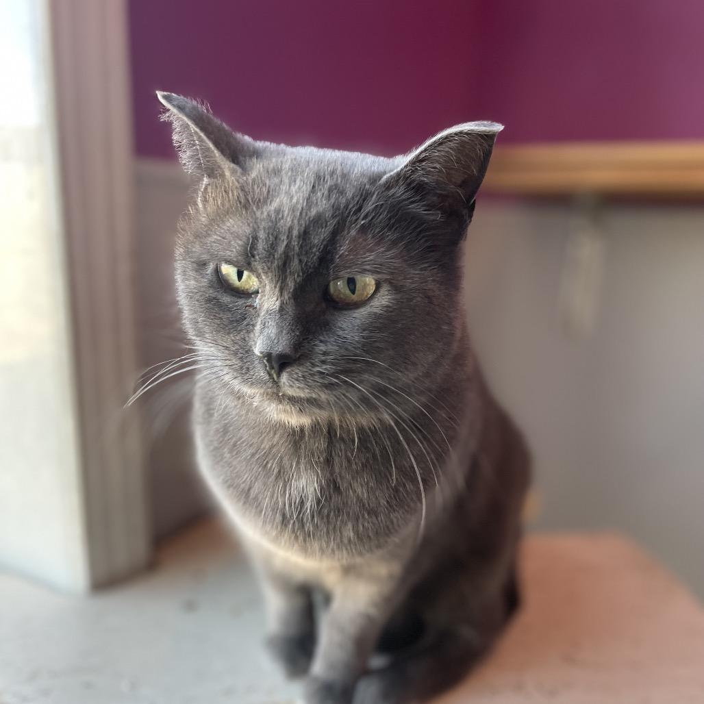 Shadow, Adoptable, Adult Female Domestic Short Hair.