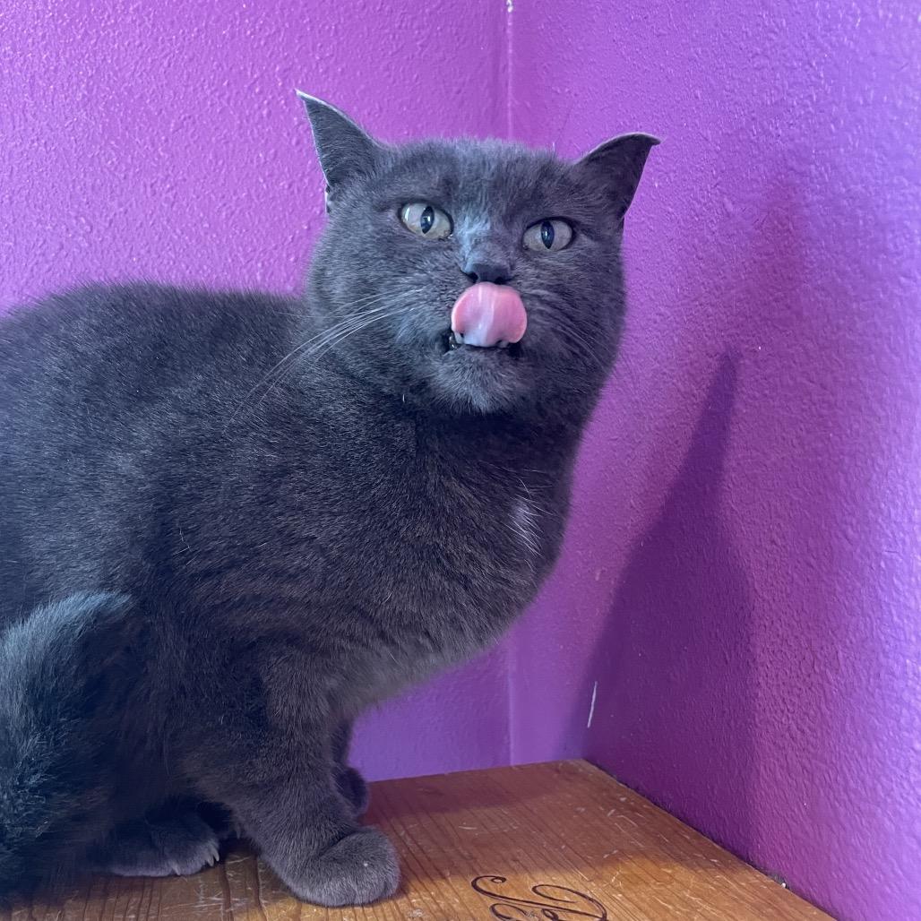 Enlarge Shadow, a Adoptable Domestic Short Hair in West Des Moines, IA image 2/5