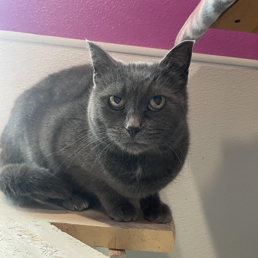 Shadow, Adoptable, Adult Female Domestic Short Hair.