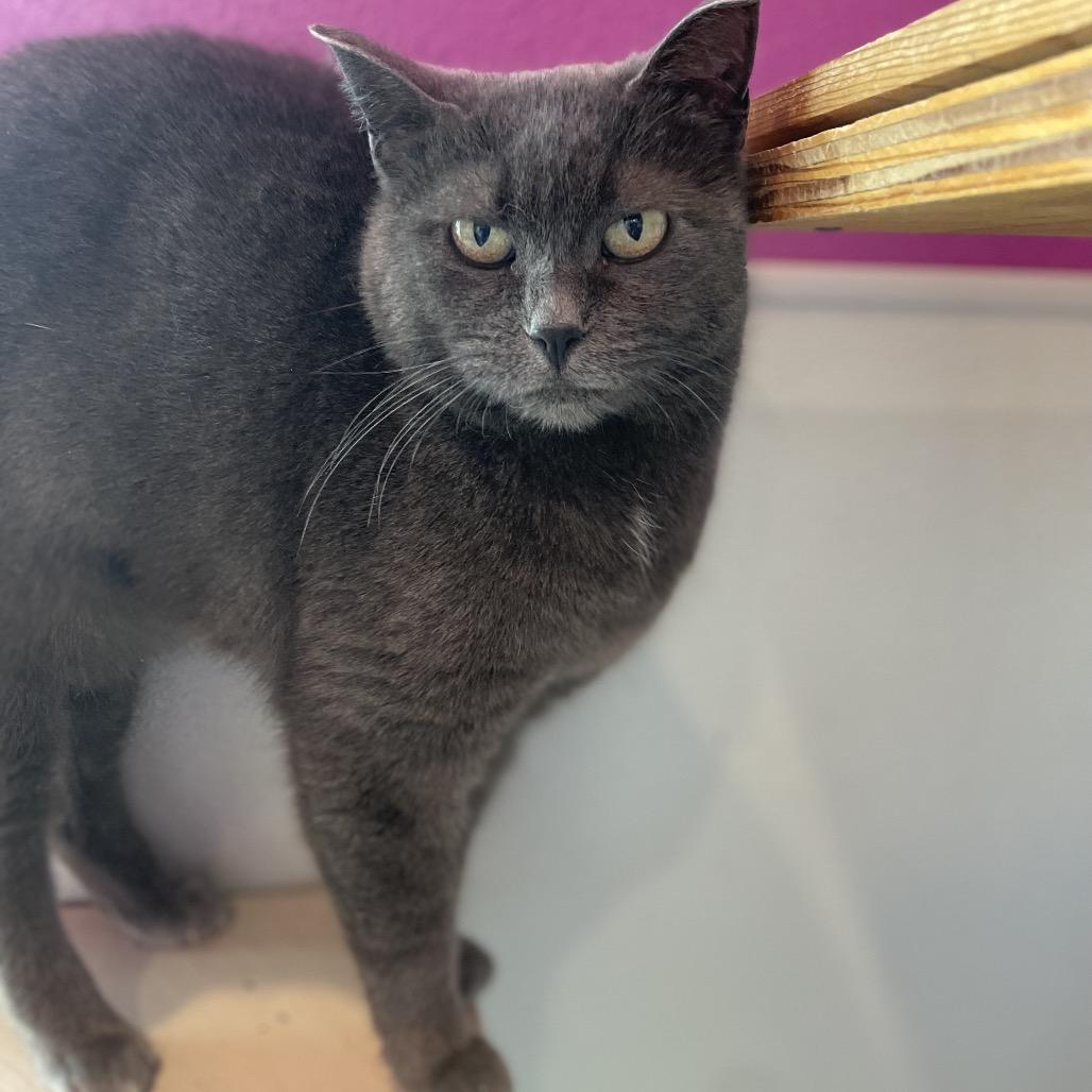 Enlarge Shadow, a Adoptable Domestic Short Hair in West Des Moines, IA image 4/5