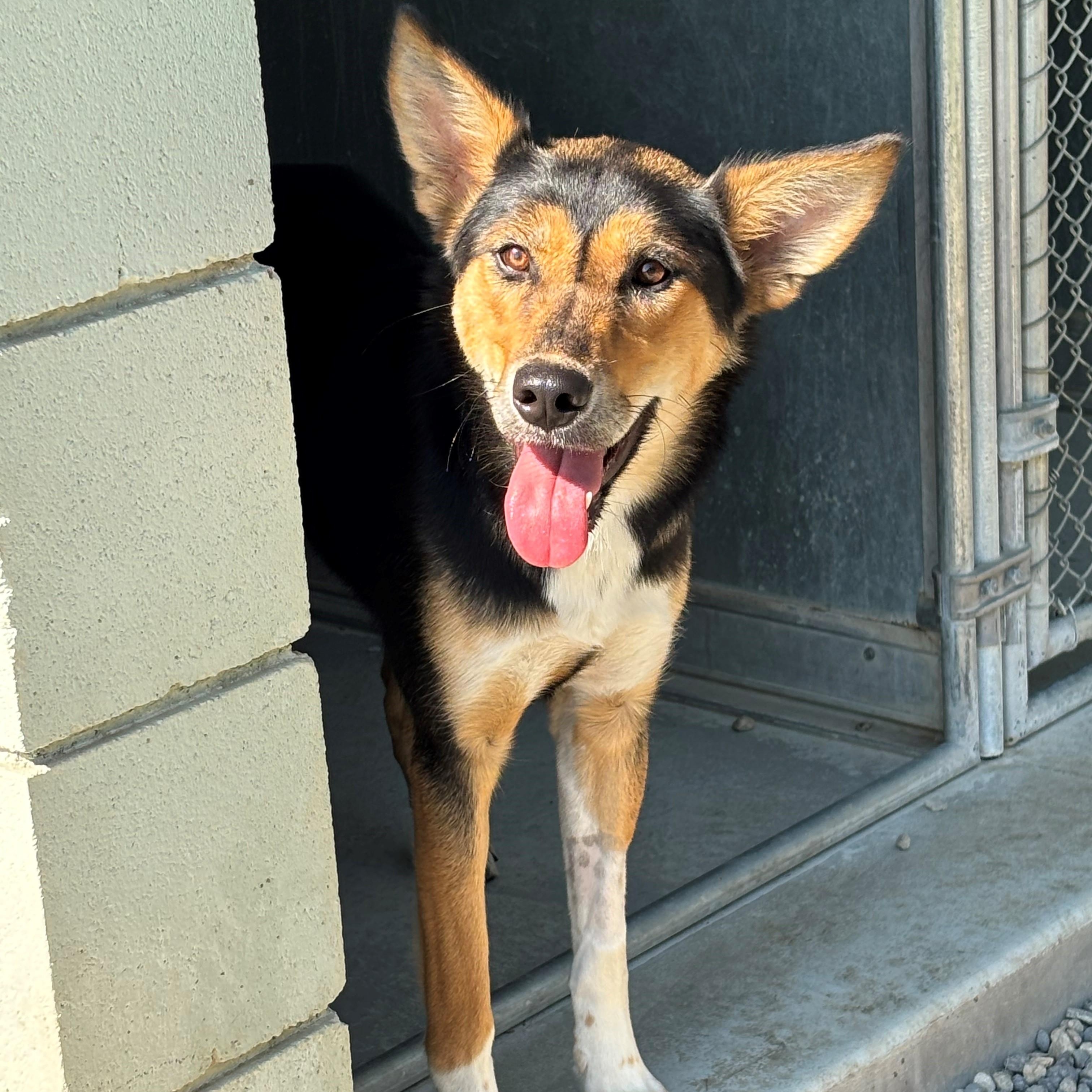 Sosa, an adoptable mixed breed in Quincy, WA image 1/4
