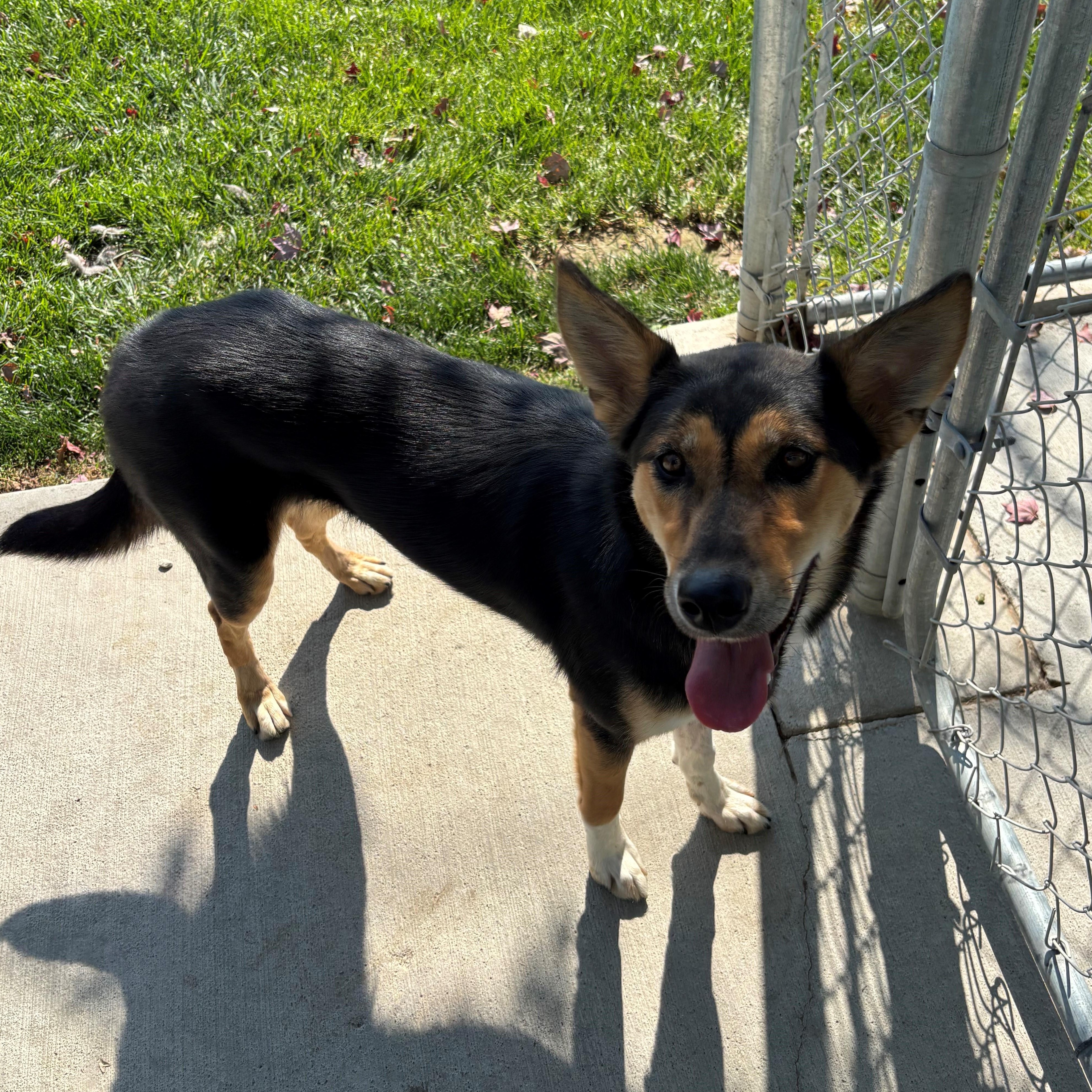 Sosa, an adoptable mixed breed in Quincy, WA image 2/4