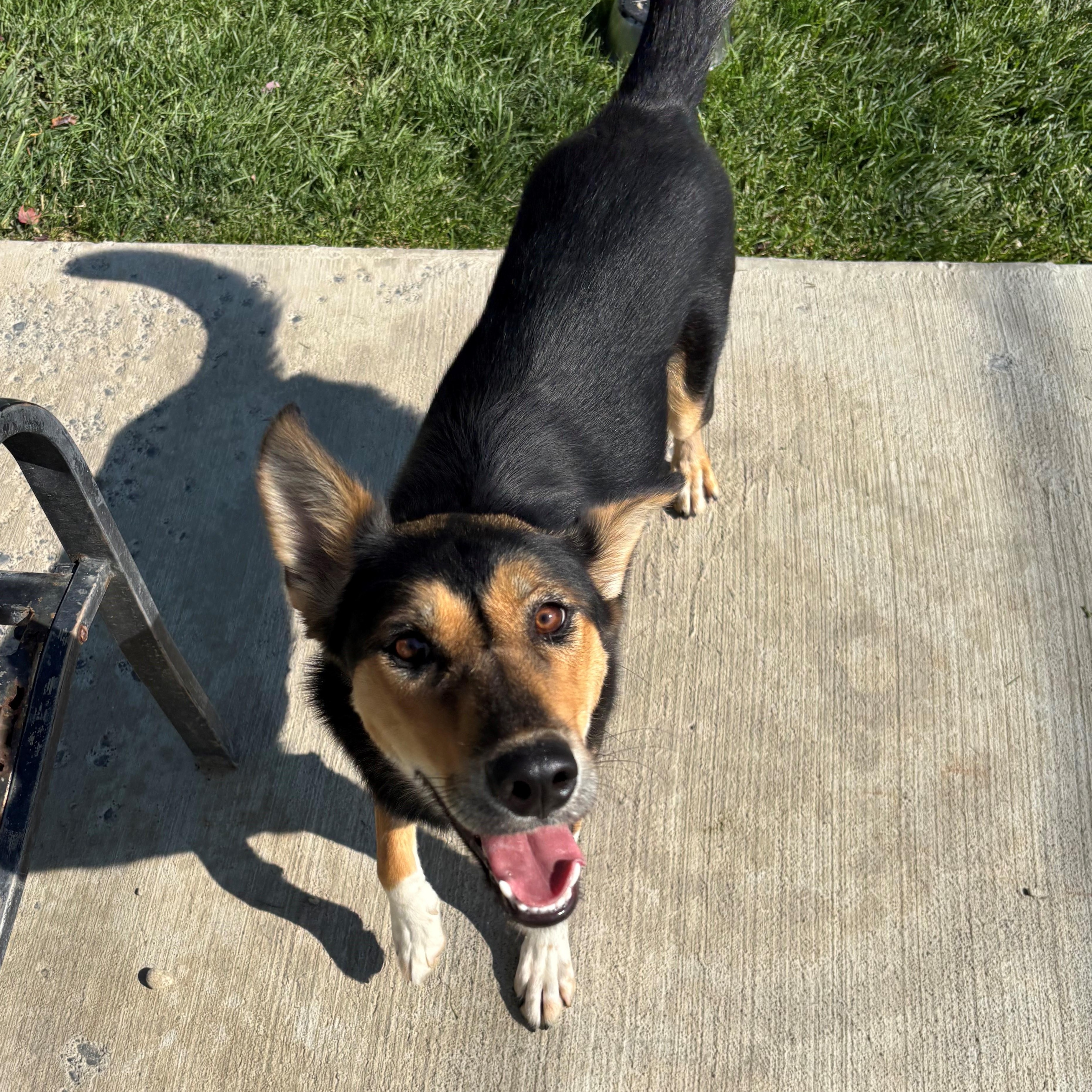 Sosa, an adoptable mixed breed in Quincy, WA image 3/4