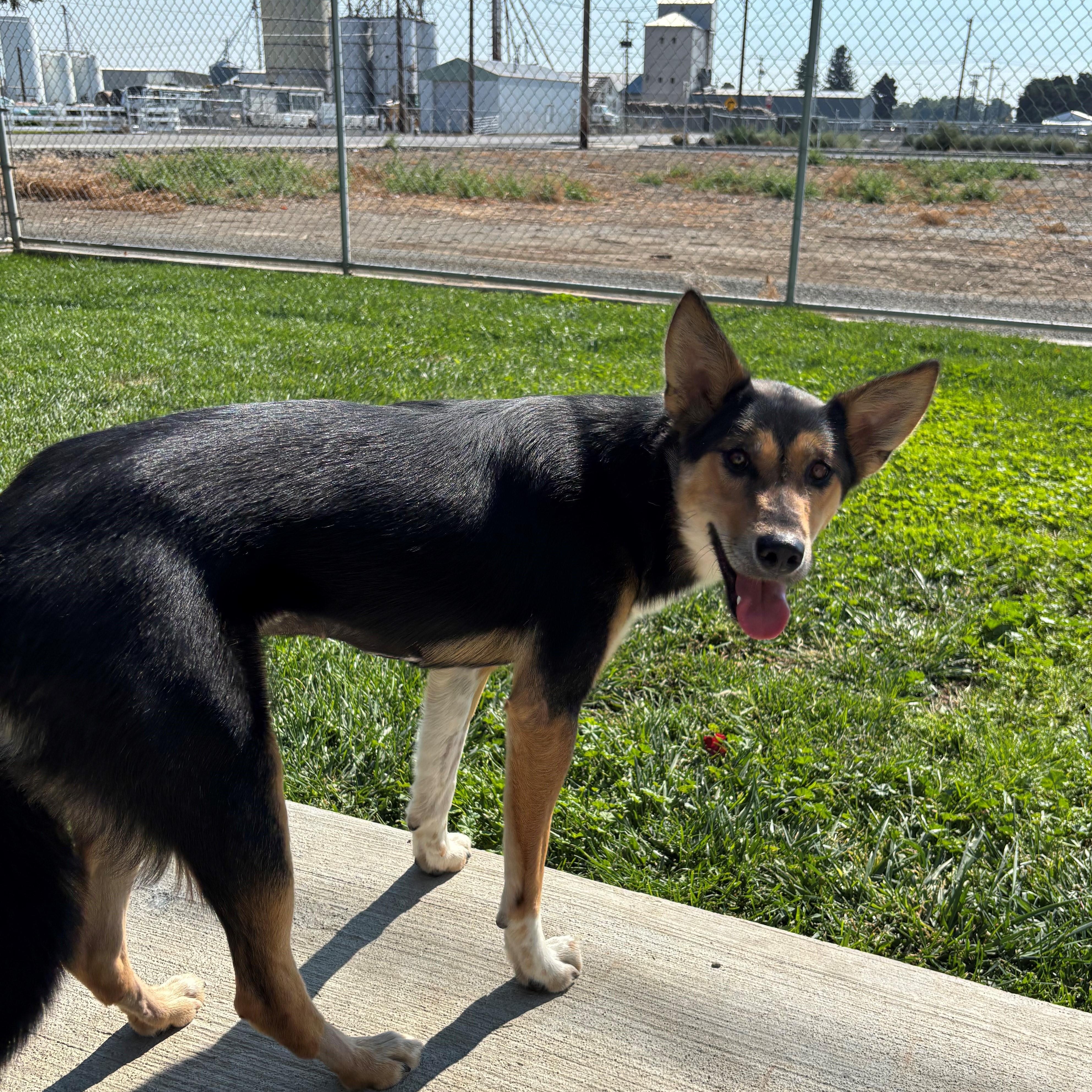 Sosa, an adoptable mixed breed in Quincy, WA image 4/4