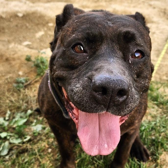 Annie, Adoptable, Adult Female Mixed Breed & Mixed Breed.