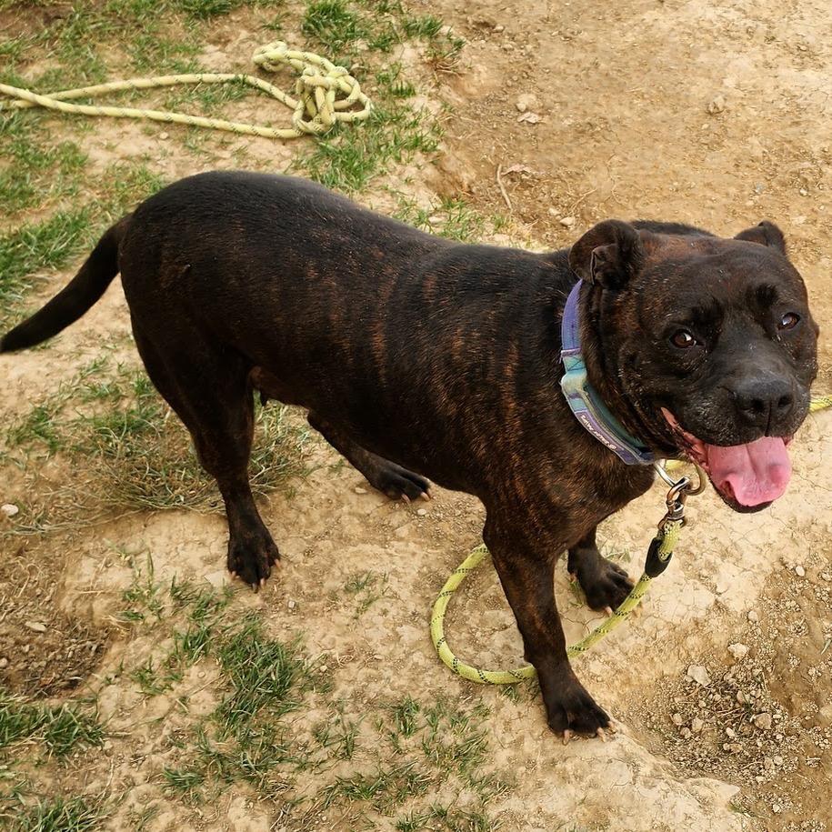 Enlarge Annie, a Adoptable mixed breed in Binghamton, NY image 2/3