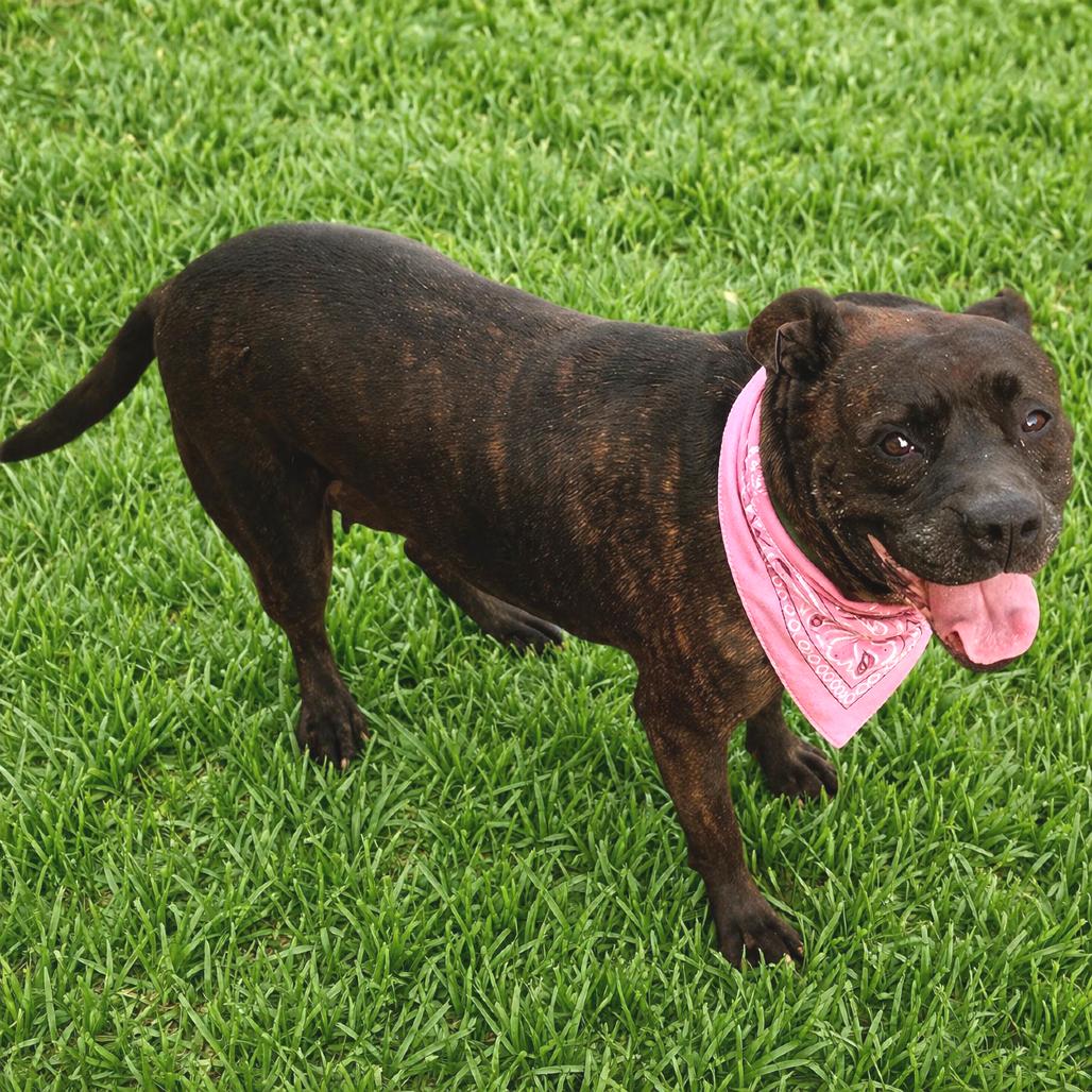 Enlarge Annie, a Adoptable mixed breed in Binghamton, NY image 3/3