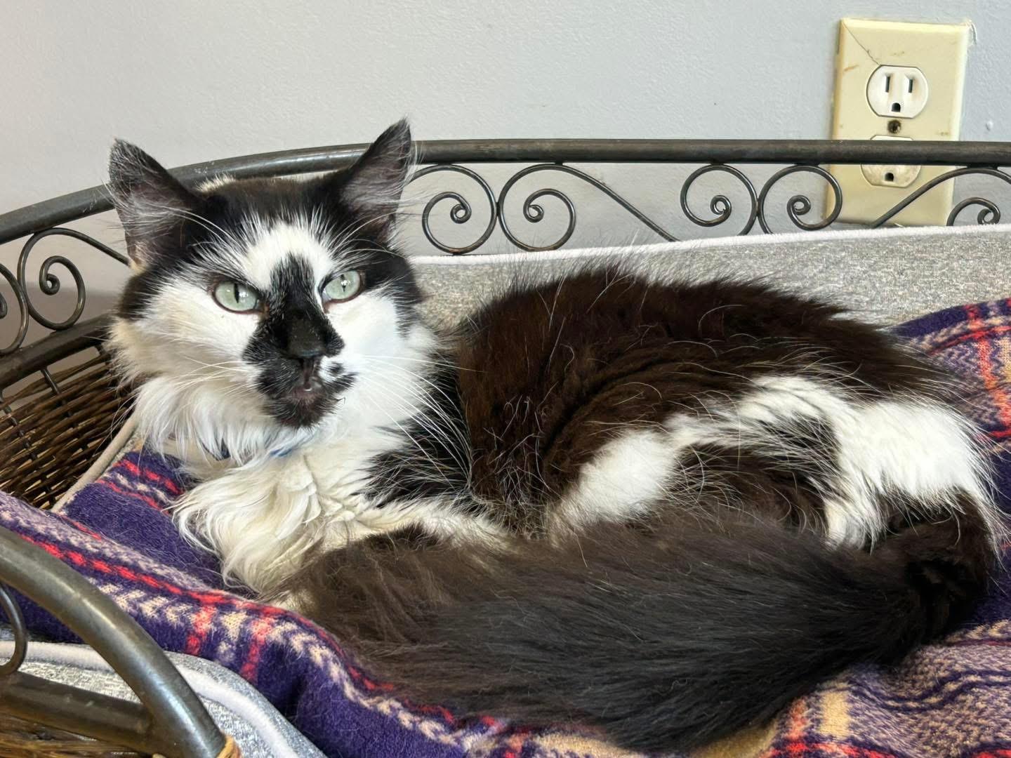 Dunebuggy, ADOPTABLE, Adult Male Domestic Long Hair.