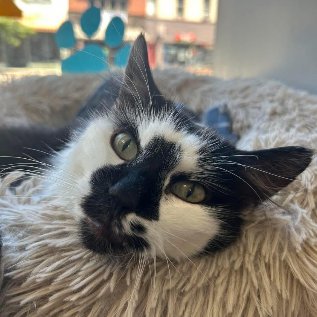 Enlarge Dunebuggy, a ADOPTABLE Domestic Long Hair in Momence, IL image 2/3