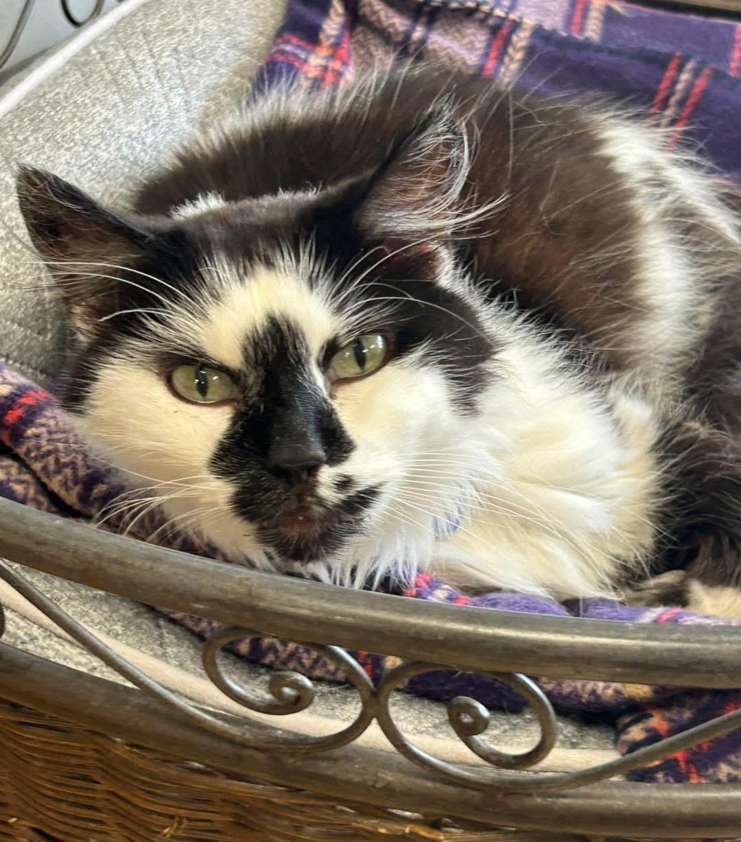Enlarge Dunebuggy, a ADOPTABLE Domestic Long Hair in Momence, IL image 3/3