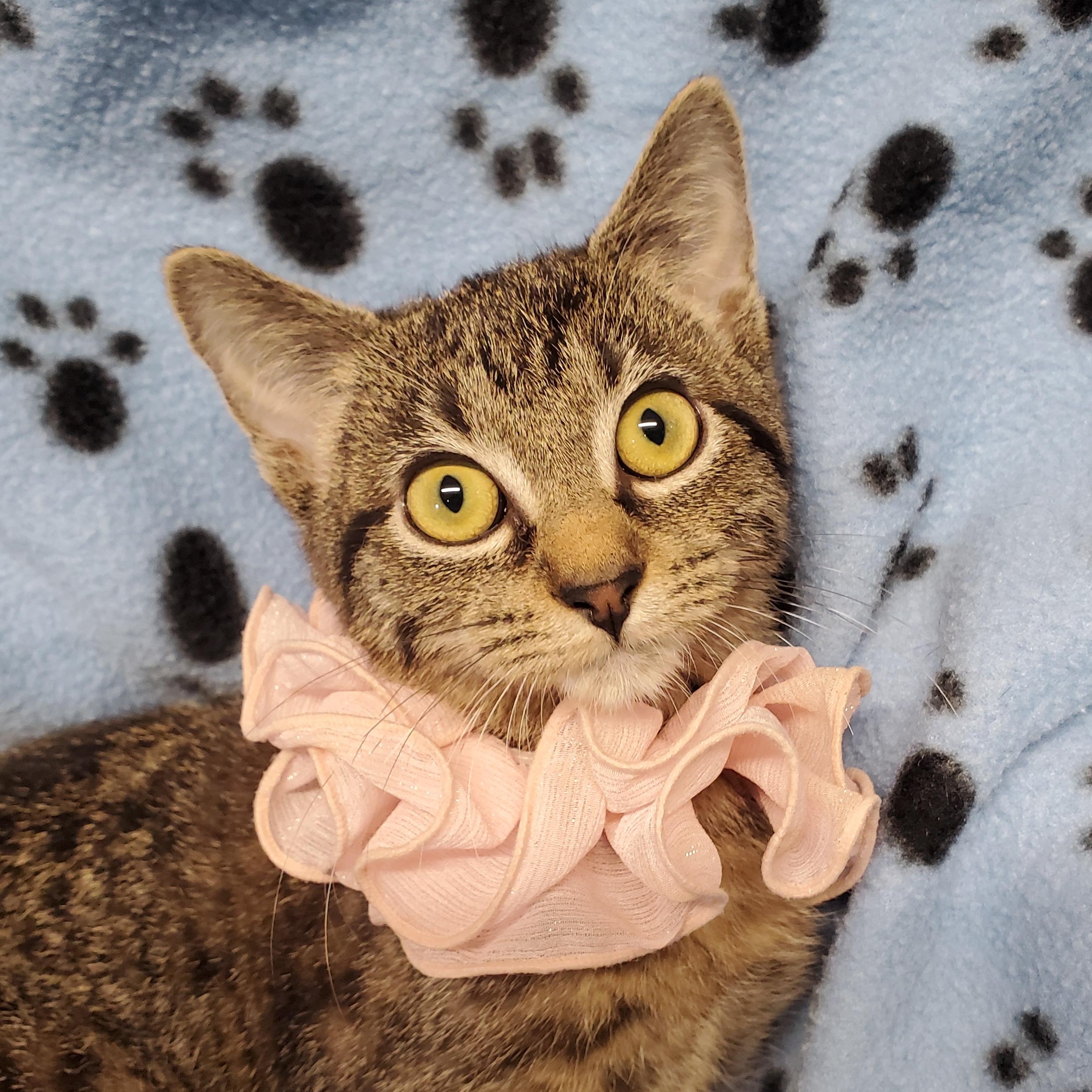Eleanor, Adoptable, Kitten Female Domestic Short Hair.