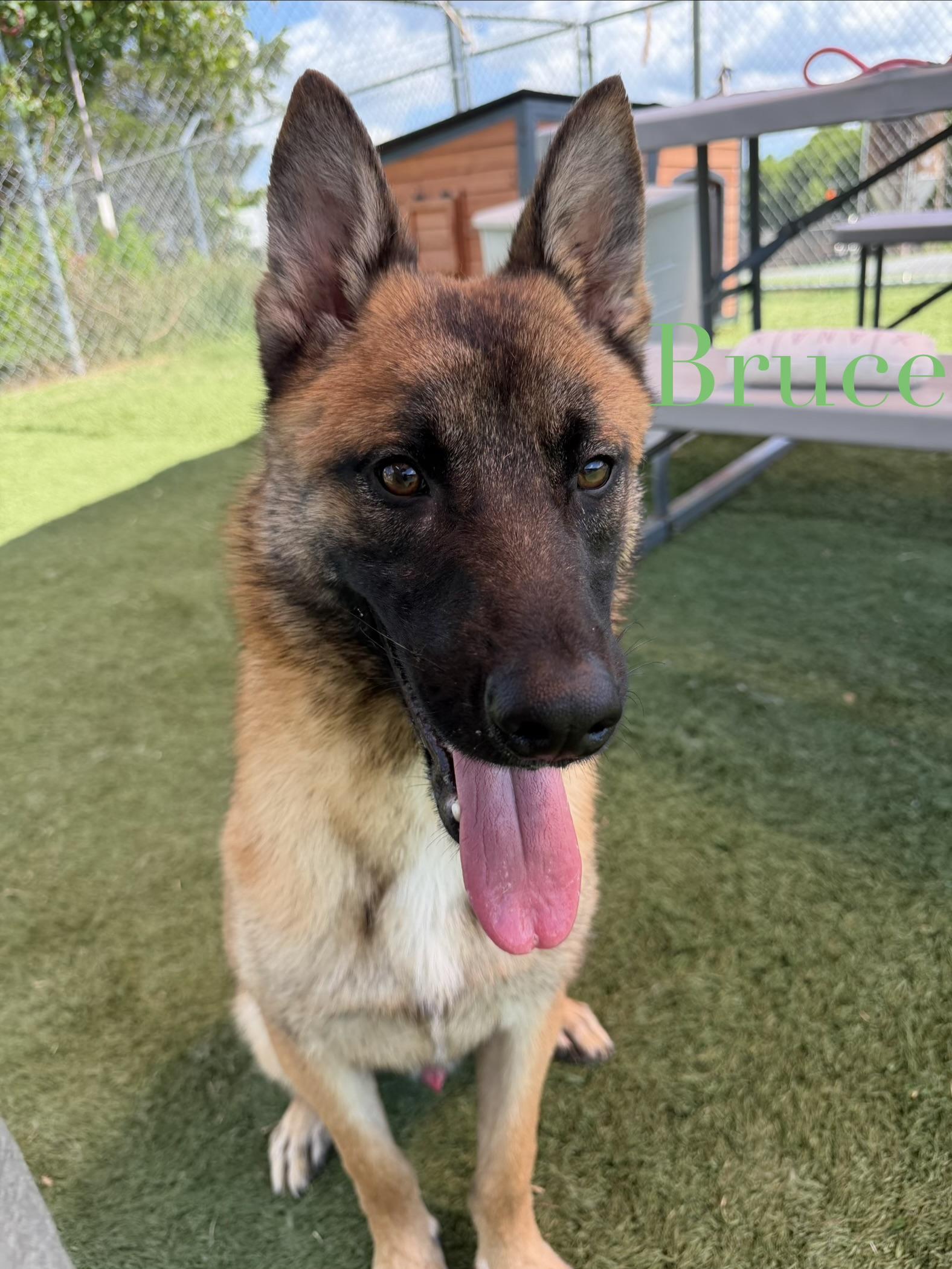Enlarge Bruce, an adopted mixed breed in Albemarle, NC image 1/4