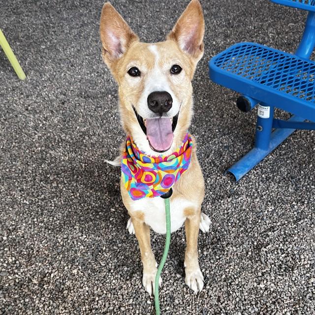 LOKI, Adoptable, Adult Male Carolina Dog.