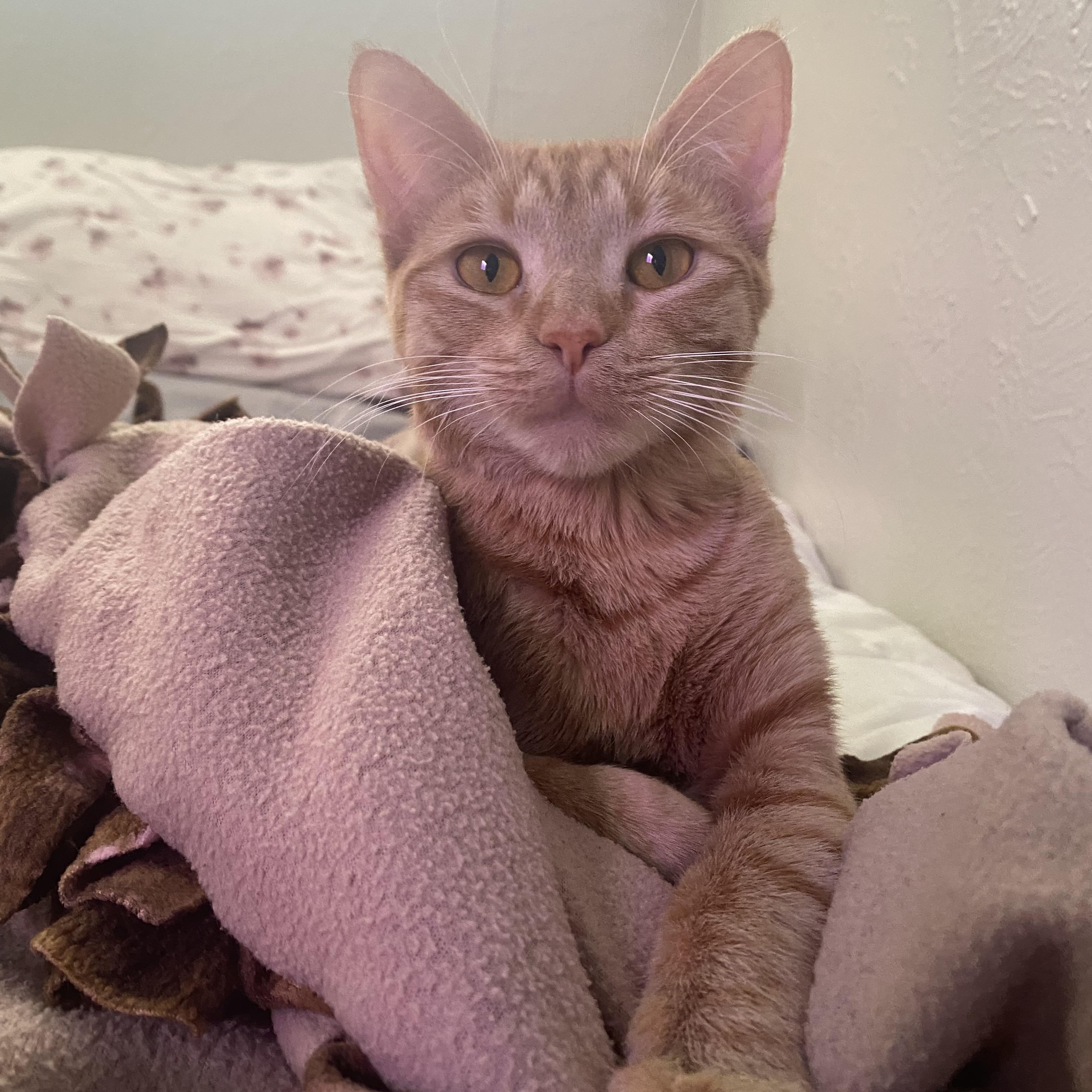 Enlarge Trixie Kelsang, a Adoptable mixed breed in Denver, CO image 2/6