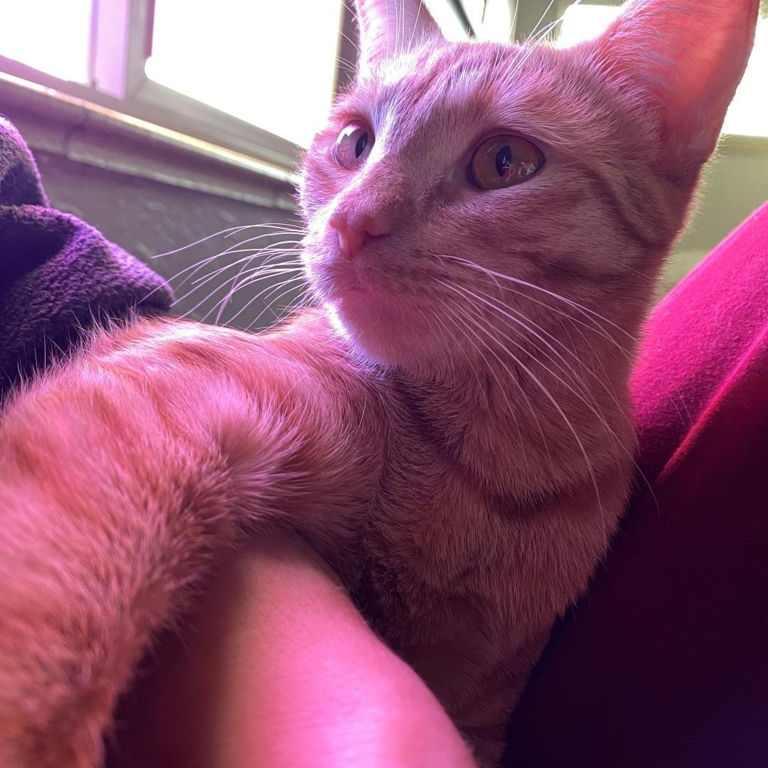 Enlarge Trixie Kelsang, a Adoptable mixed breed in Denver, CO image 4/6