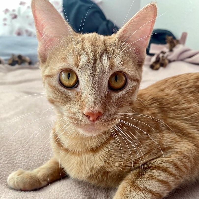 Enlarge Trixie Kelsang, a Adoptable mixed breed in Denver, CO image 3/6