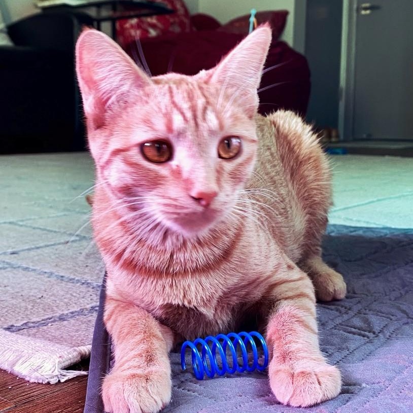 Enlarge Trixie Kelsang, a Adoptable mixed breed in Denver, CO image 2/6