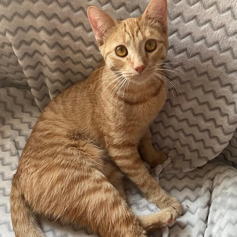 Trixie Kelsang, Adoptable, Young Female Domestic Short Hair & Tabby.