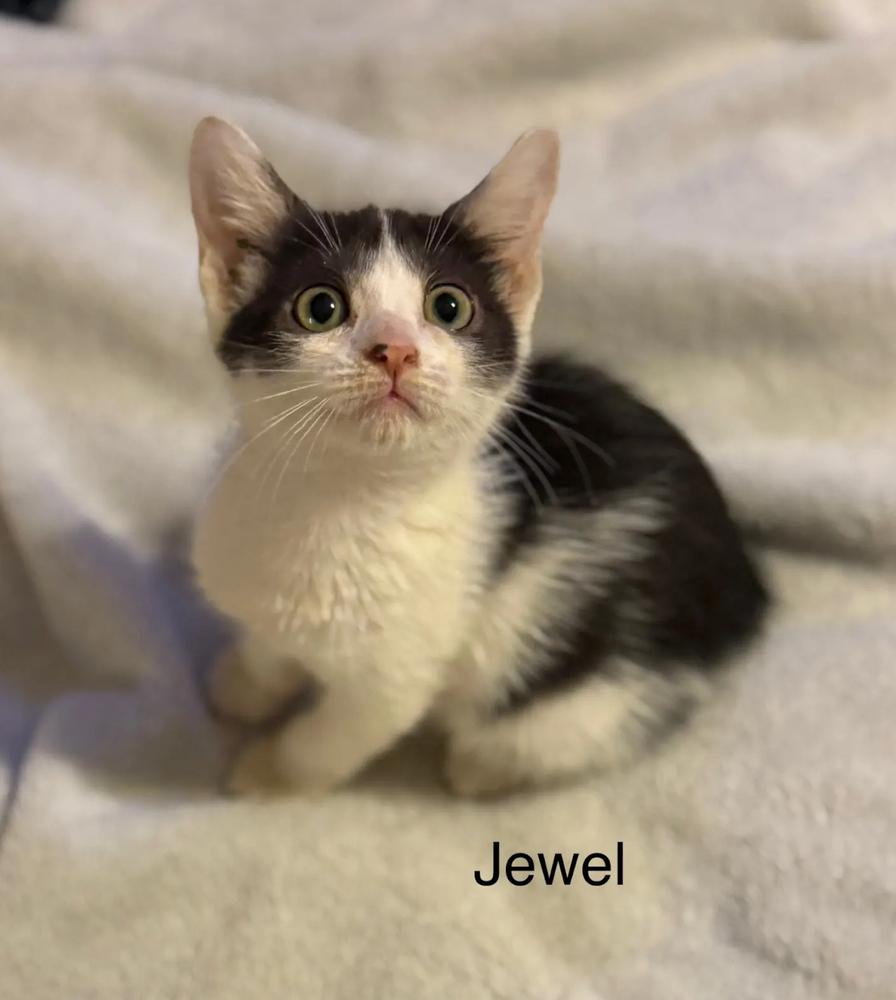 Enlarge Jewel, a Adoptable Domestic Short Hair in Safety Harbor, FL image 1/4