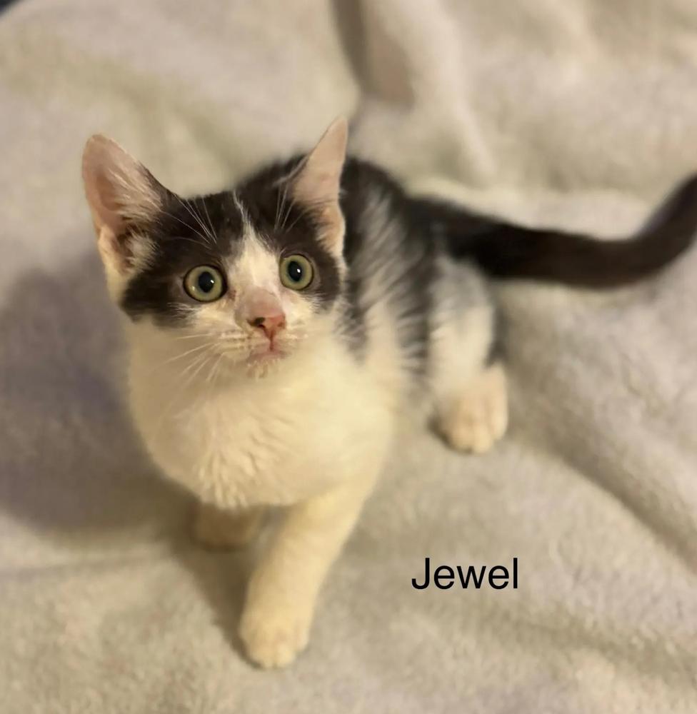 Enlarge Jewel, a Adoptable Domestic Short Hair in Safety Harbor, FL image 2/4