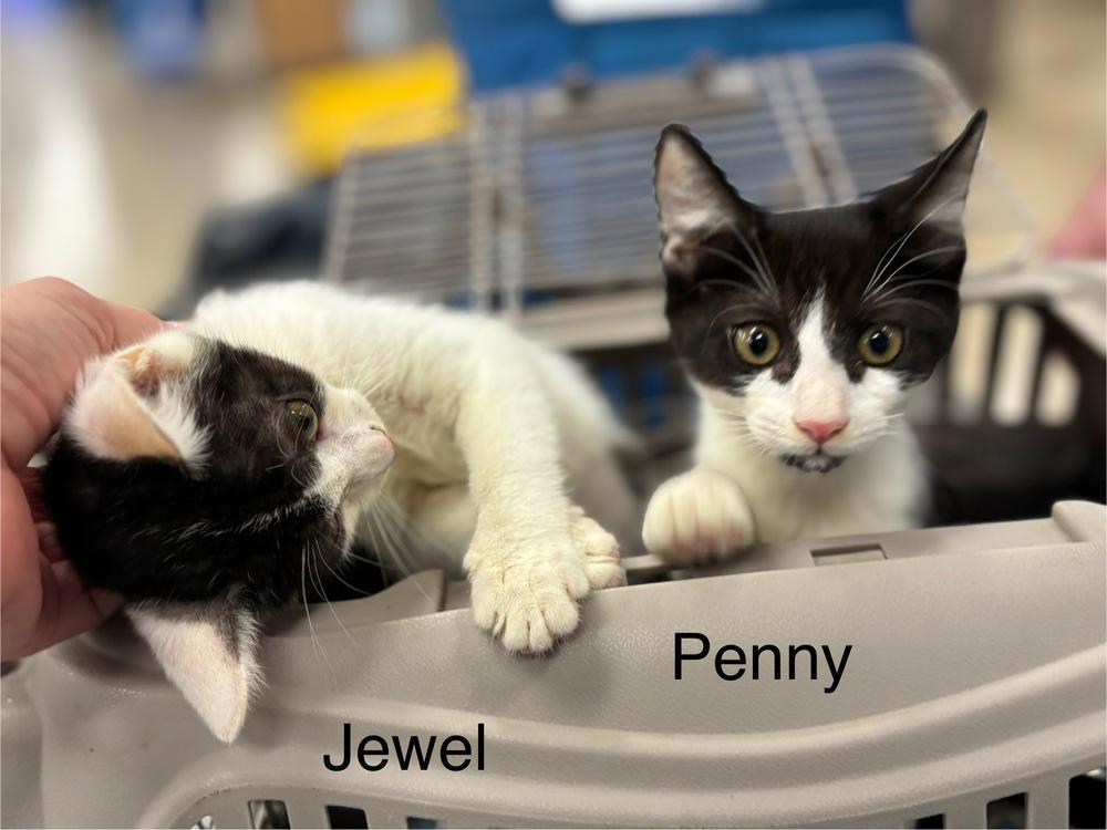 Enlarge Jewel, a Adoptable Domestic Short Hair in Safety Harbor, FL image 4/4